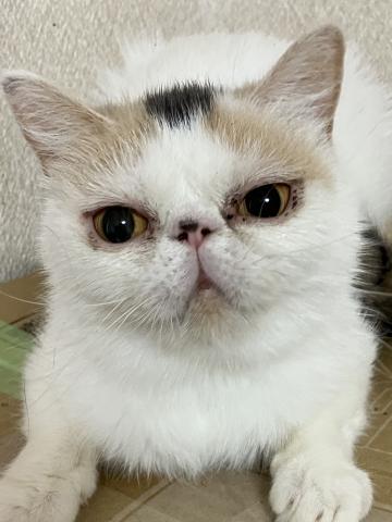 エキゾチックショートヘアー