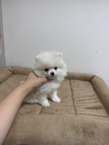 ポメラニアン