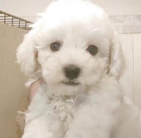 ビションフリーゼ