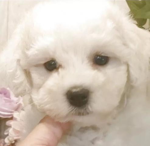 ビションフリーゼ
