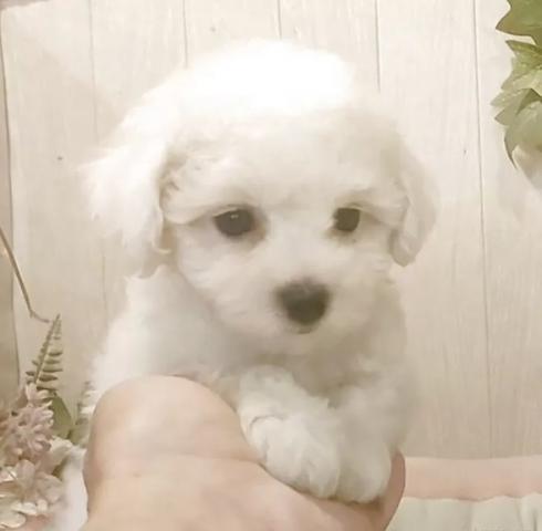 ビションフリーゼ