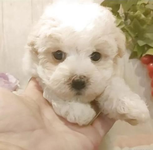 ビションフリーゼ