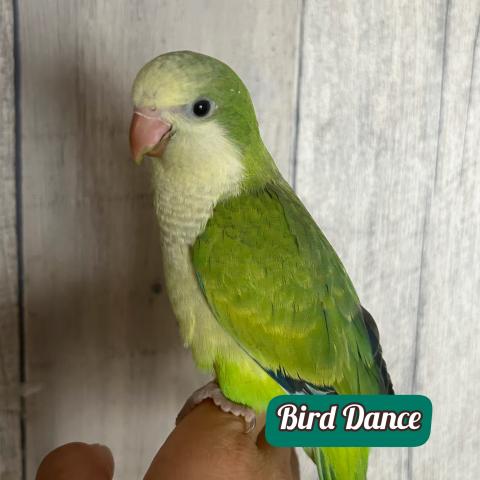 オキナインコ