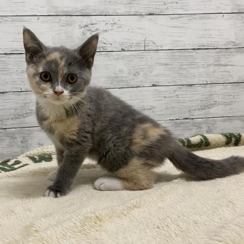 ブリティッシュショートヘア