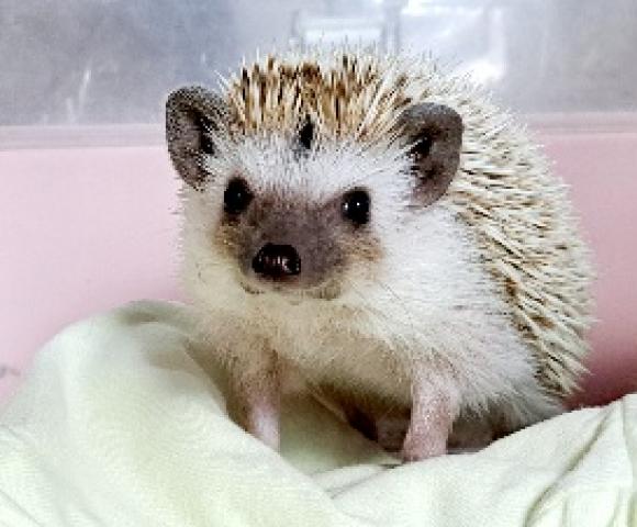 ハリネズミ