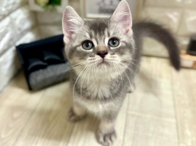 ブリティッシュショートヘア