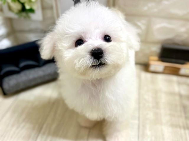 ビションフリーゼ
