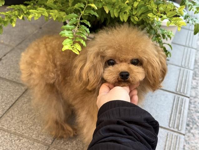 トイプードル