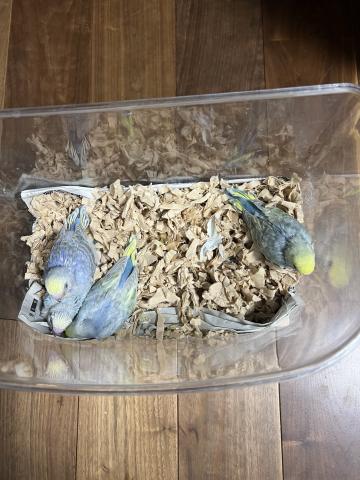 セキセイインコ(パステル)