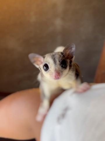 リングテール
