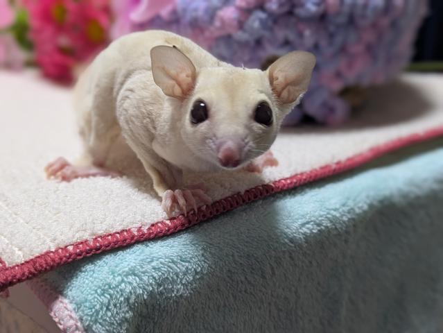 クリミノヘテロリューシ