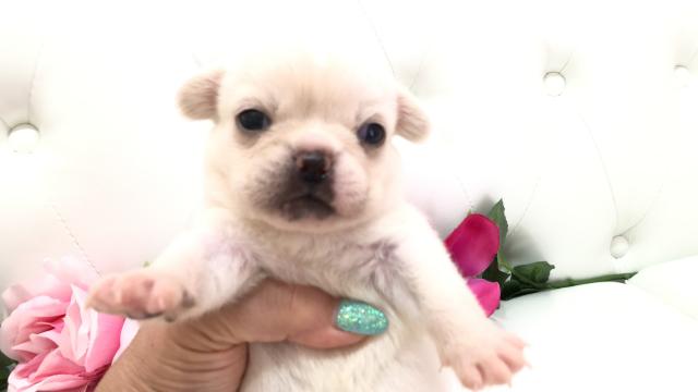 ミックス（フレンチブルドッグ×ペキニーズ）