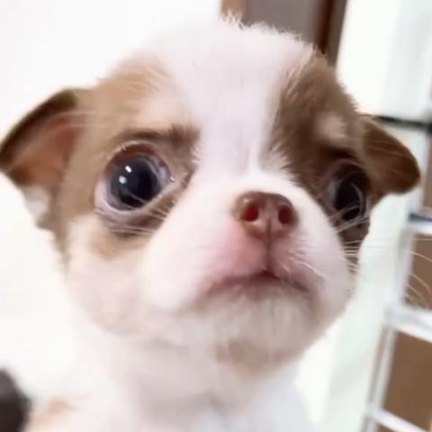 チワワ（スムースコート）