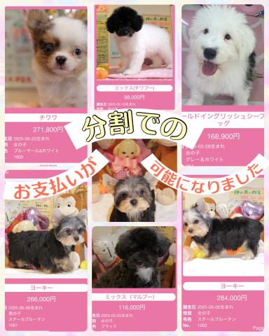 ブリーダーショップ　 ワンコレクティブ
