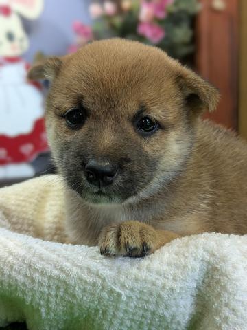 柴犬豆柴