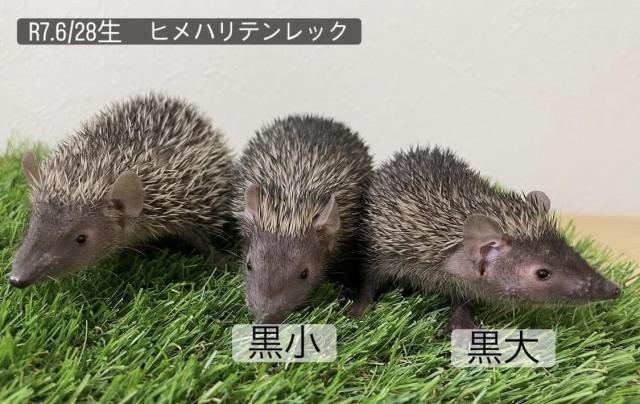 ヒメハリテンレック