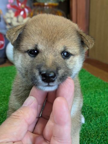 柴犬豆柴