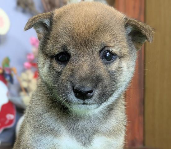 柴犬豆柴