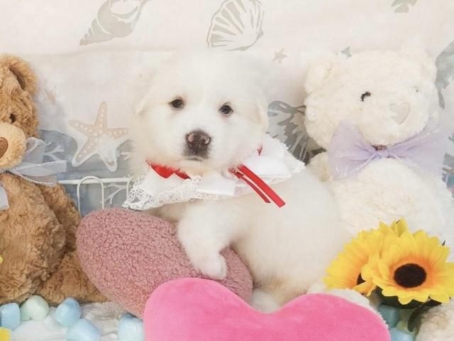 グレートピレニーズ