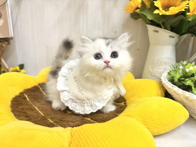 マンチカン