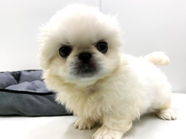 ペキニーズ