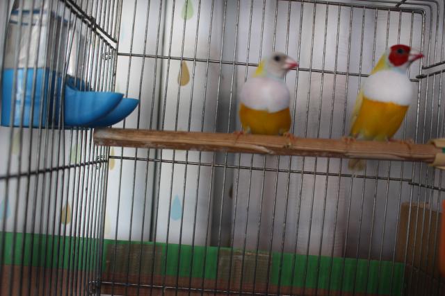 胡錦鳥