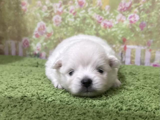 ポメラニアン