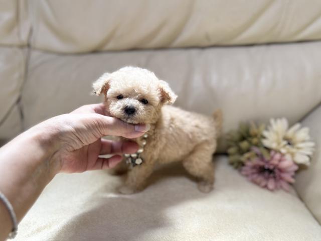トイプードル