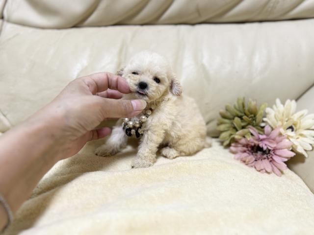 トイプードル