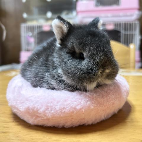 ネザーランドドワーフ