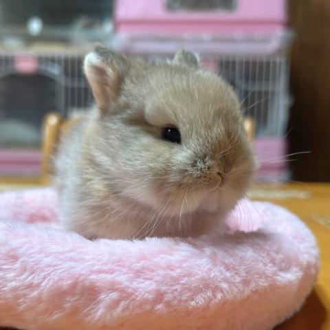ネザーランドドワーフ