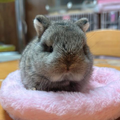 ネザーランドドワーフ