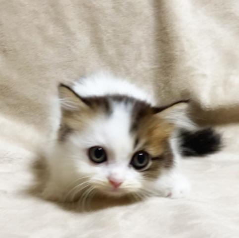 ラガマフィン