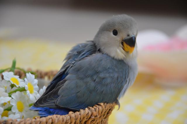 コザクラインコ　バイオレット