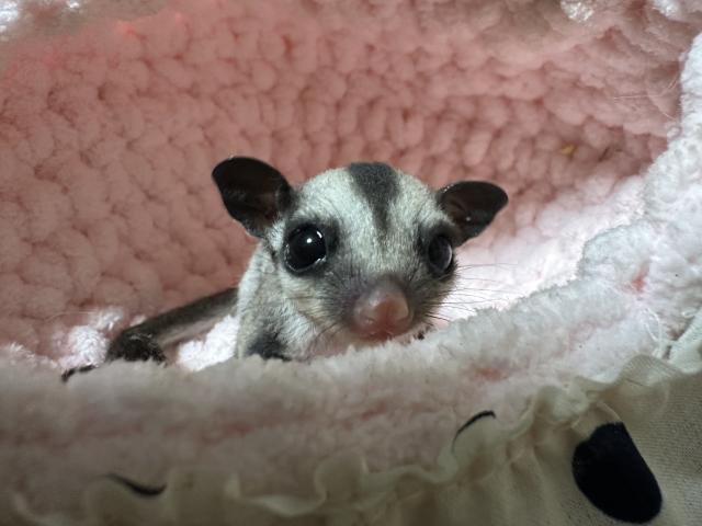 クラシックヘテロプラチナorリューシ♀
