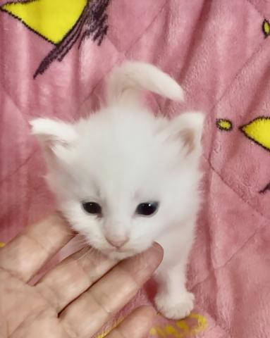 ノルウェージャンフォレストキャット