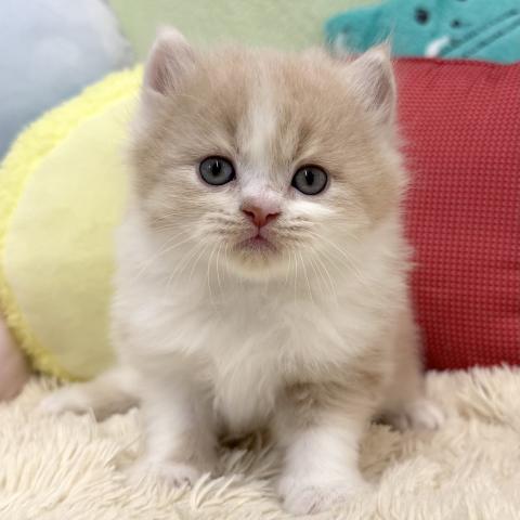 ブリティッシュショートヘア