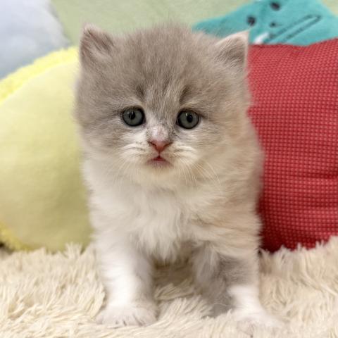 ブリティッシュショートヘア
