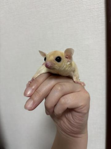 リューシ