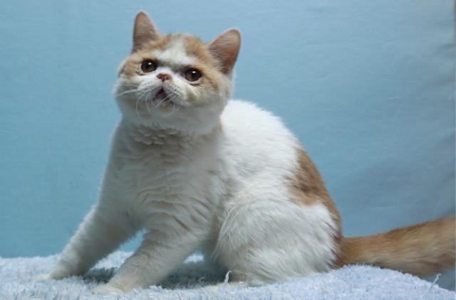 エキゾチックショートヘアー