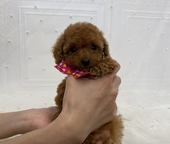 トイプードル♪成犬時1.5〜1.9kg予想