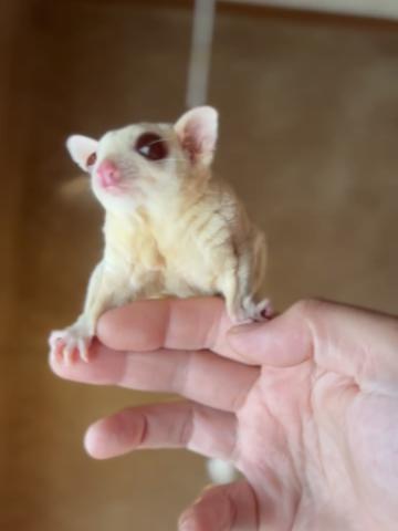 クリミノモザイク