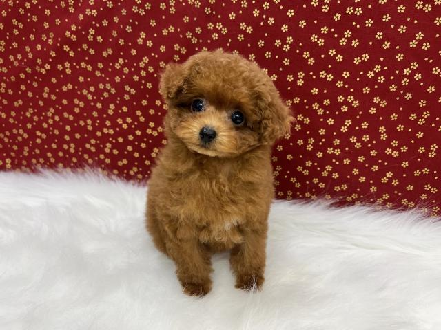 トイプードルティーカップサイズ予想