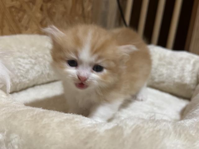 マンチカン