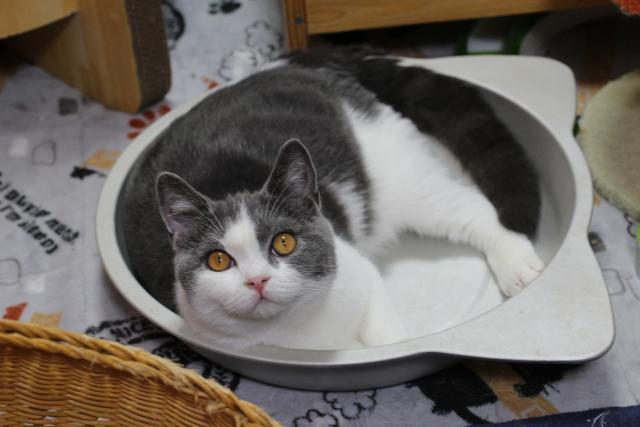 ブリティッシュショートヘア