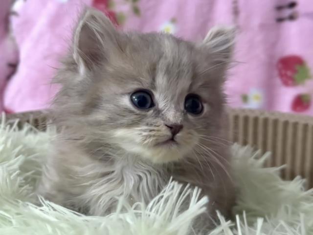 サイベリアンお出掛けお風呂OK☆話題の神メソッド猫☆北海道のほかに東京仙台大阪福岡でお引き渡し可