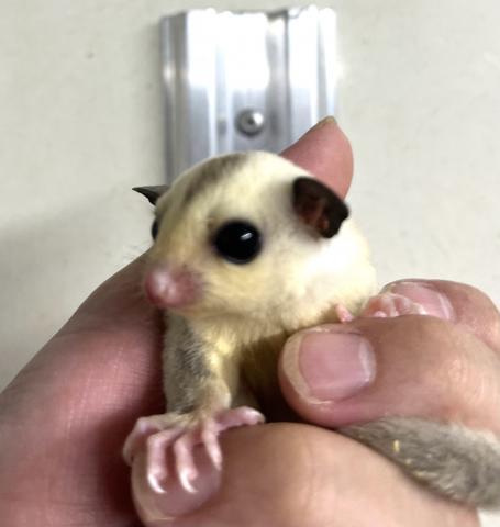 プラチナ
