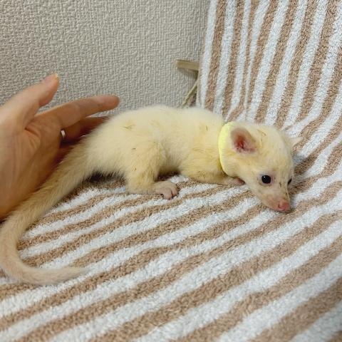 コモンパームシベット