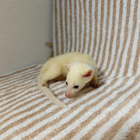 コモンパームシベット