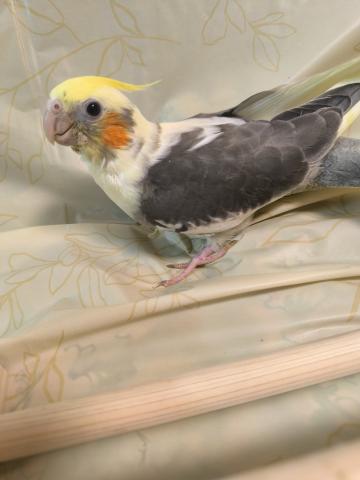 オカメインコ